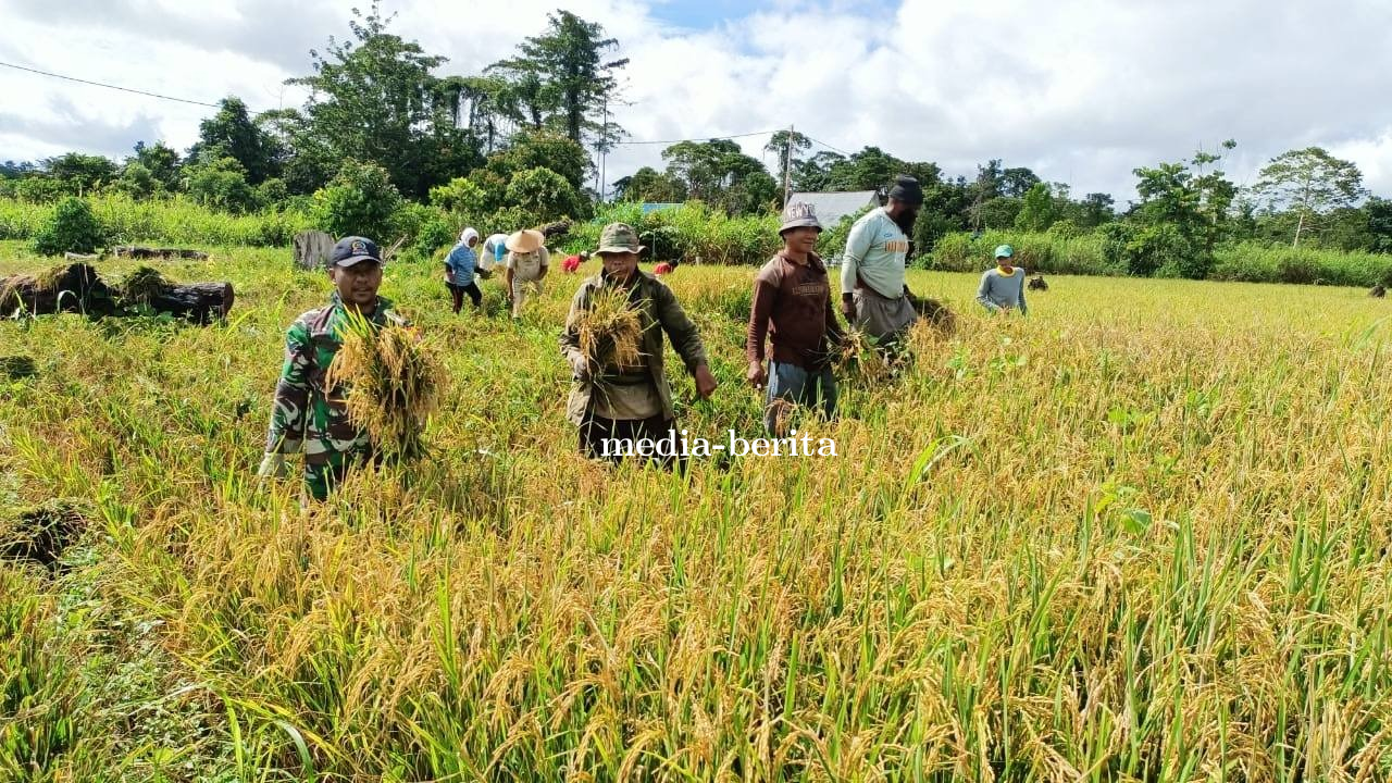 Panen Raya Padi di Kampung Woslay Perkuat Ketahanan Pangan