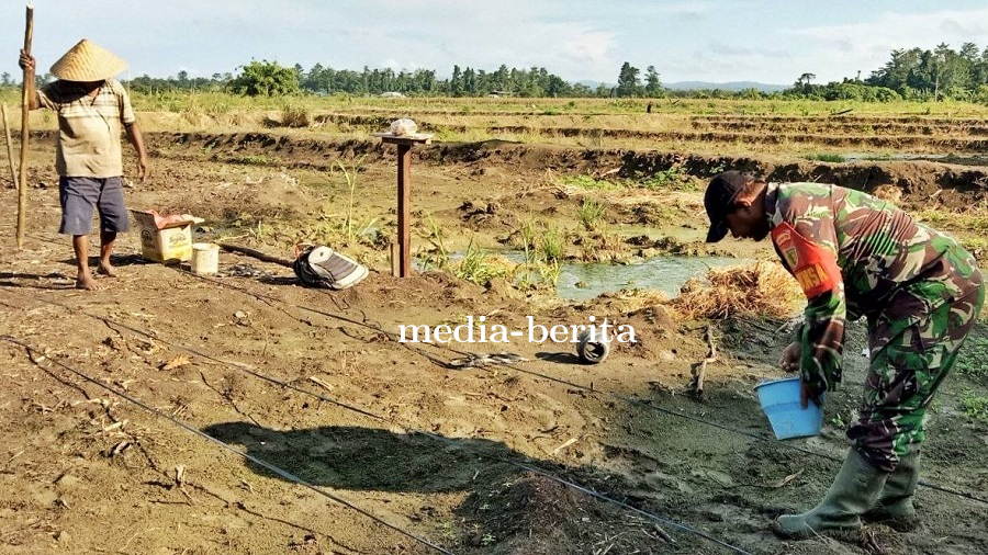 Program Swasembada Pangan Lahan CSR 3 Hektare, Petani Tanam Padi Gogo Varietas Sintanur