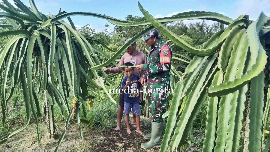 Babinsa Skanto dan Petani Buah Naga Bersinergi Maksimalkan Hasil Panen