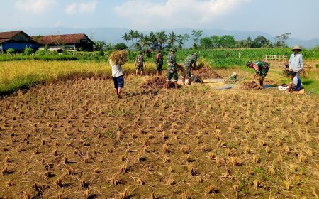 Wujudkan progam pemerintah Koramil 14 Madukara membantu proses panen padi bersama petani