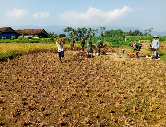 Wujudkan progam pemerintah Koramil 14 Madukara membantu proses panen padi bersama petani