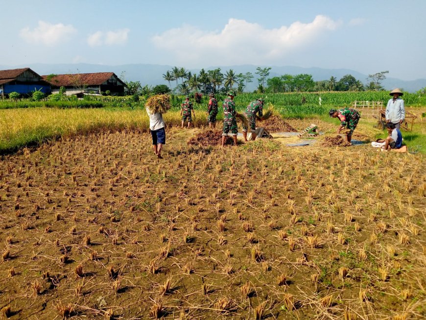 Wujudkan progam pemerintah Koramil 14 Madukara membantu proses panen padi bersama petani
